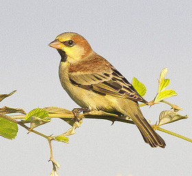 Plain-backed Sparrow,